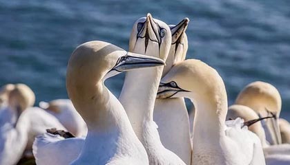 水果尸体浮出水面：巨人观背后的惊悚真相